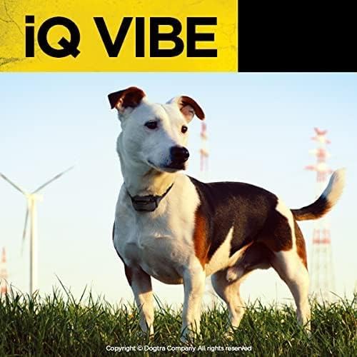 Dogtra iQ Vibe: entrenamiento silencioso en interiores y exteriores