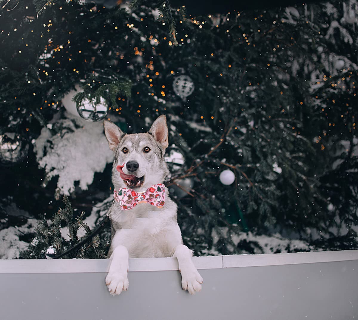 Collar DOGWONG con ajuste por tallas para diferentes perros.