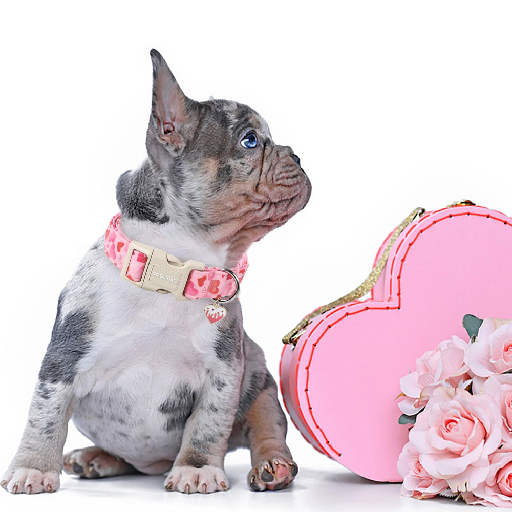 DOGWONG collar con anilla D para etiquetas, seguridad y estilo en paseos.