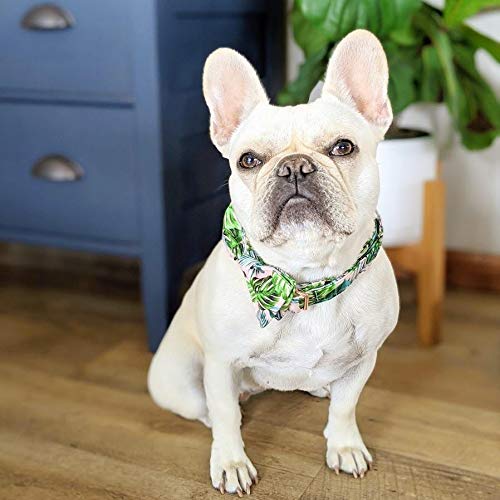 Collar DOGWONG con anillo en D metálico, duradero y fácil de colocar