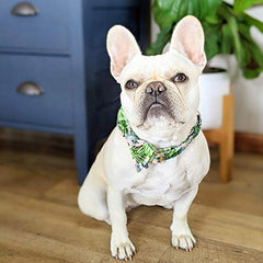 Collar DOGWONG con anillo en D metálico, duradero y fácil de colocar