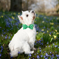 Collar DOGWONG con lazo verde tipo moño, estilo festivo
