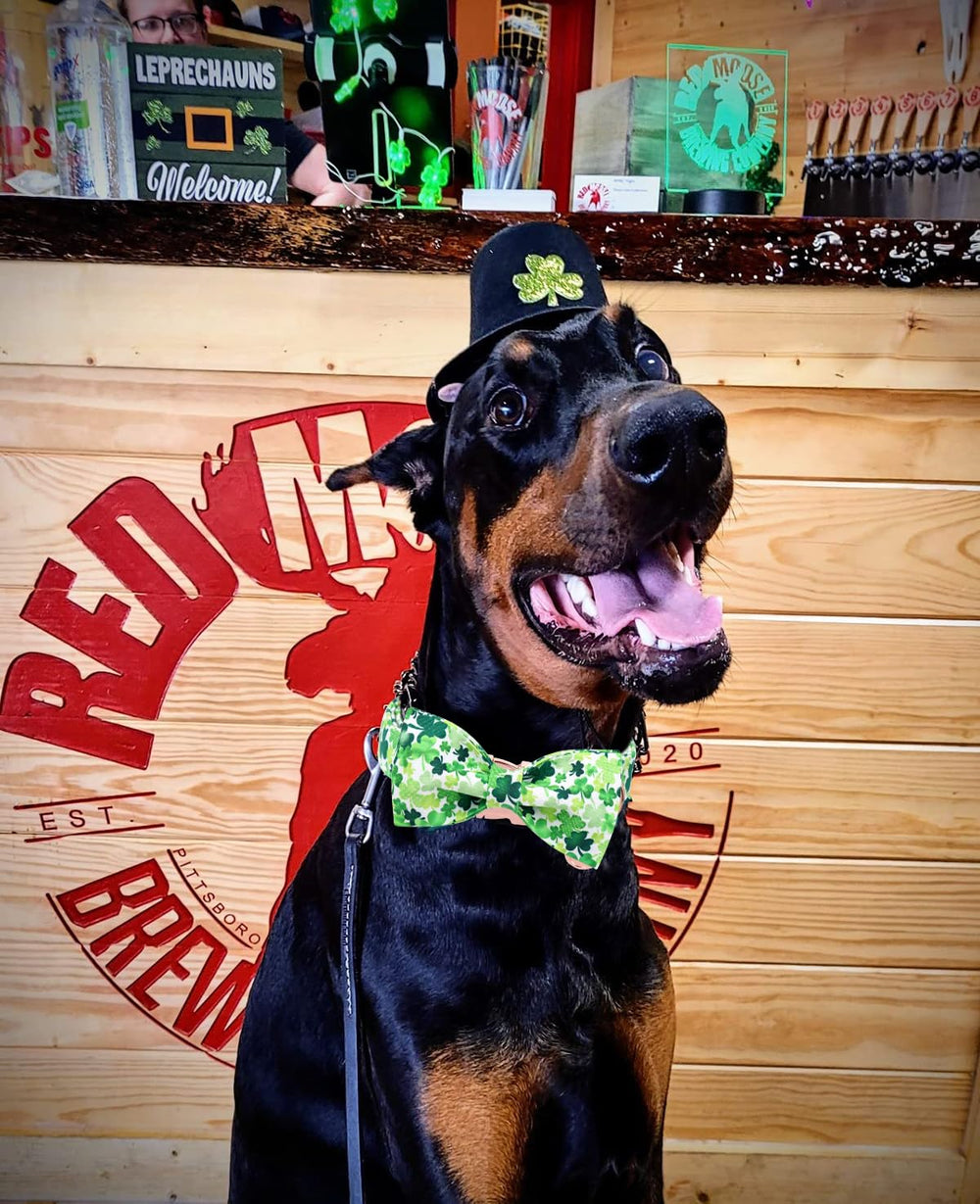 Collar DOGWONG diseño trebol verde para ocasiones especiales.