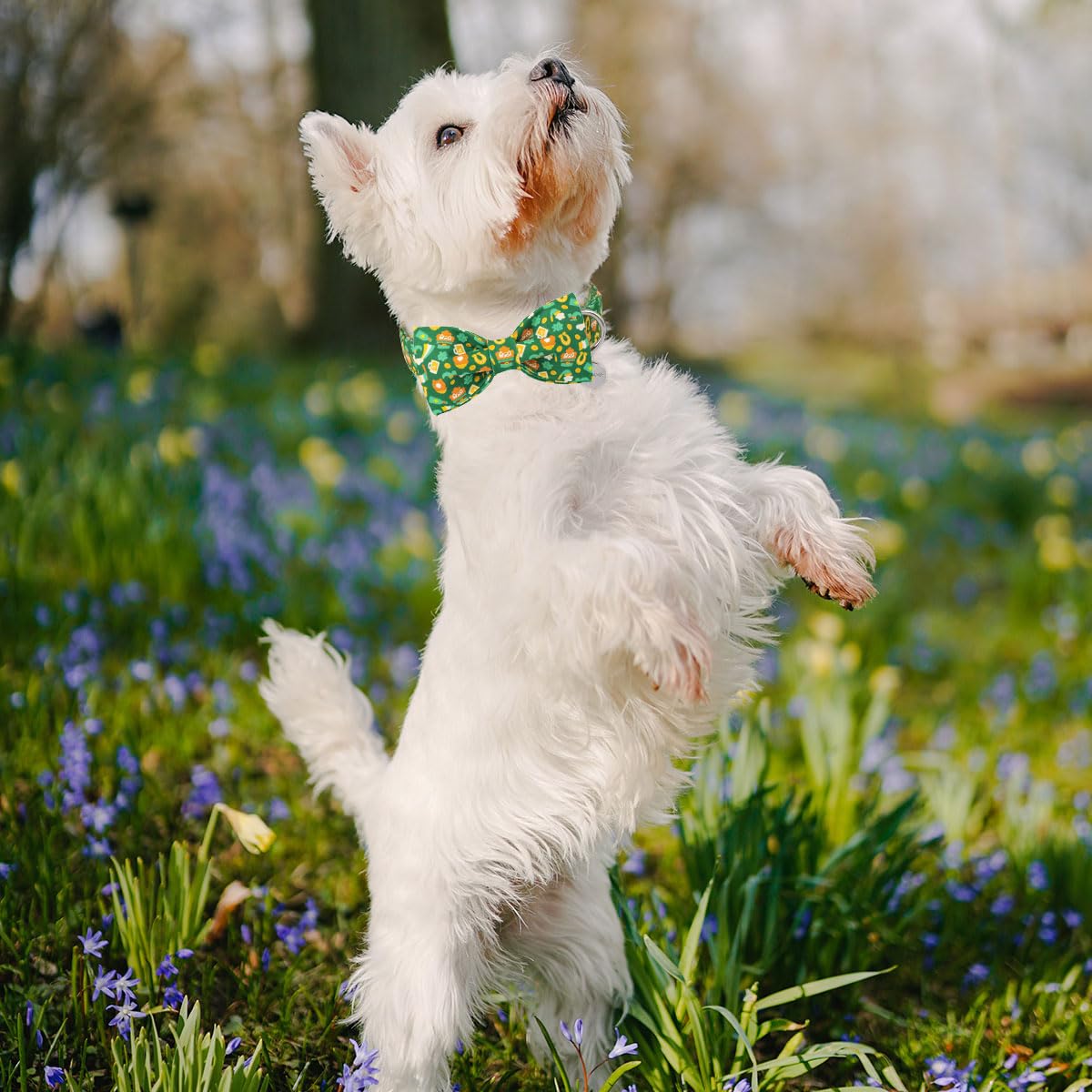 DOGWONG collar estilo elegante para ocasiones especiales