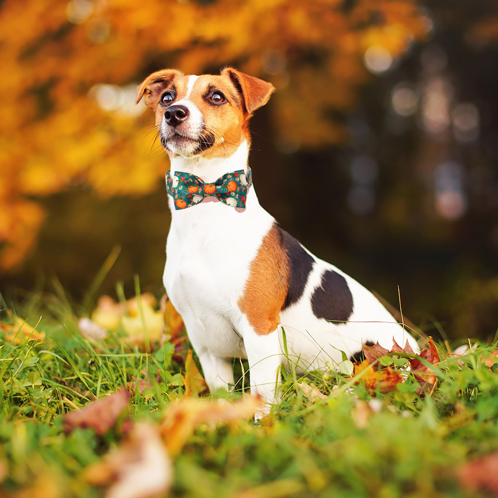 DOGWONG collar con detalle de algodón y calabaza, estilo y durabilidad para paseos.