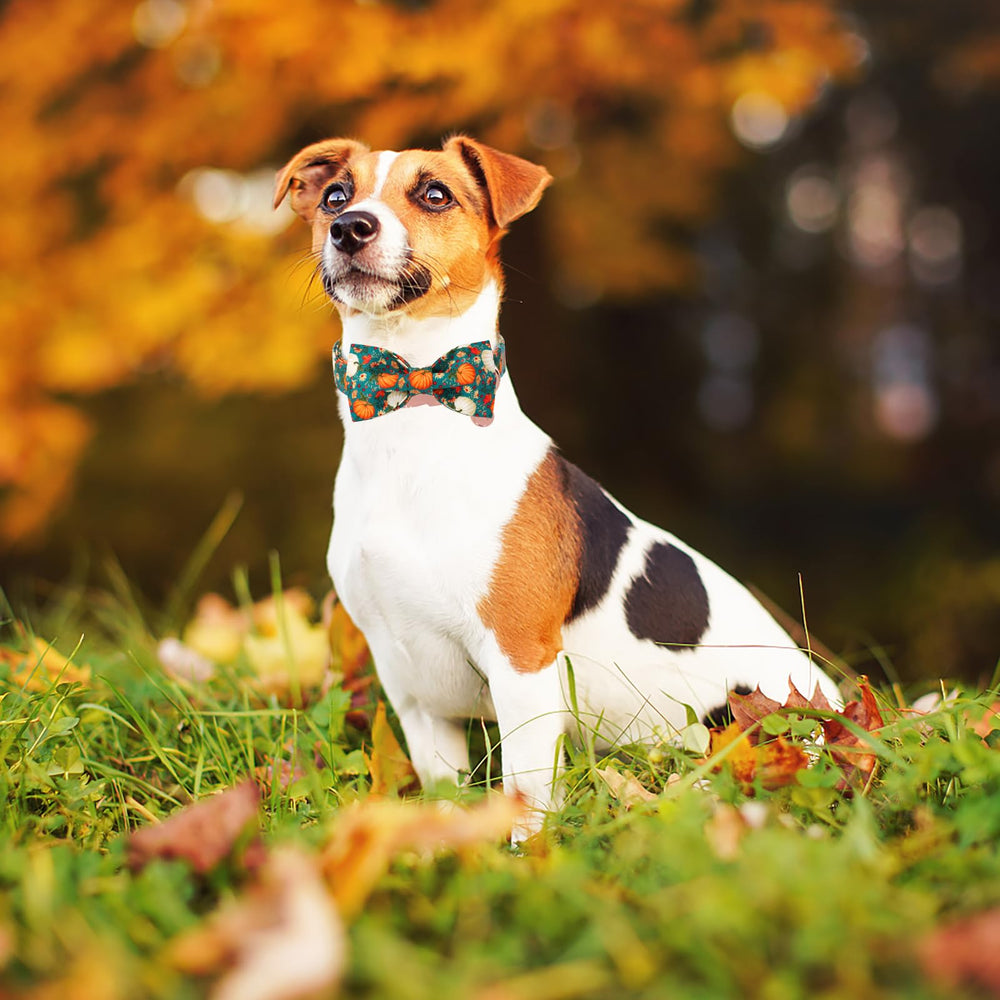 DOGWONG collar con detalle de algodón y calabaza, estilo y durabilidad para paseos.