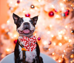 DogWong collar lazo removible; versátil para uso diario y ocasiones festivas.