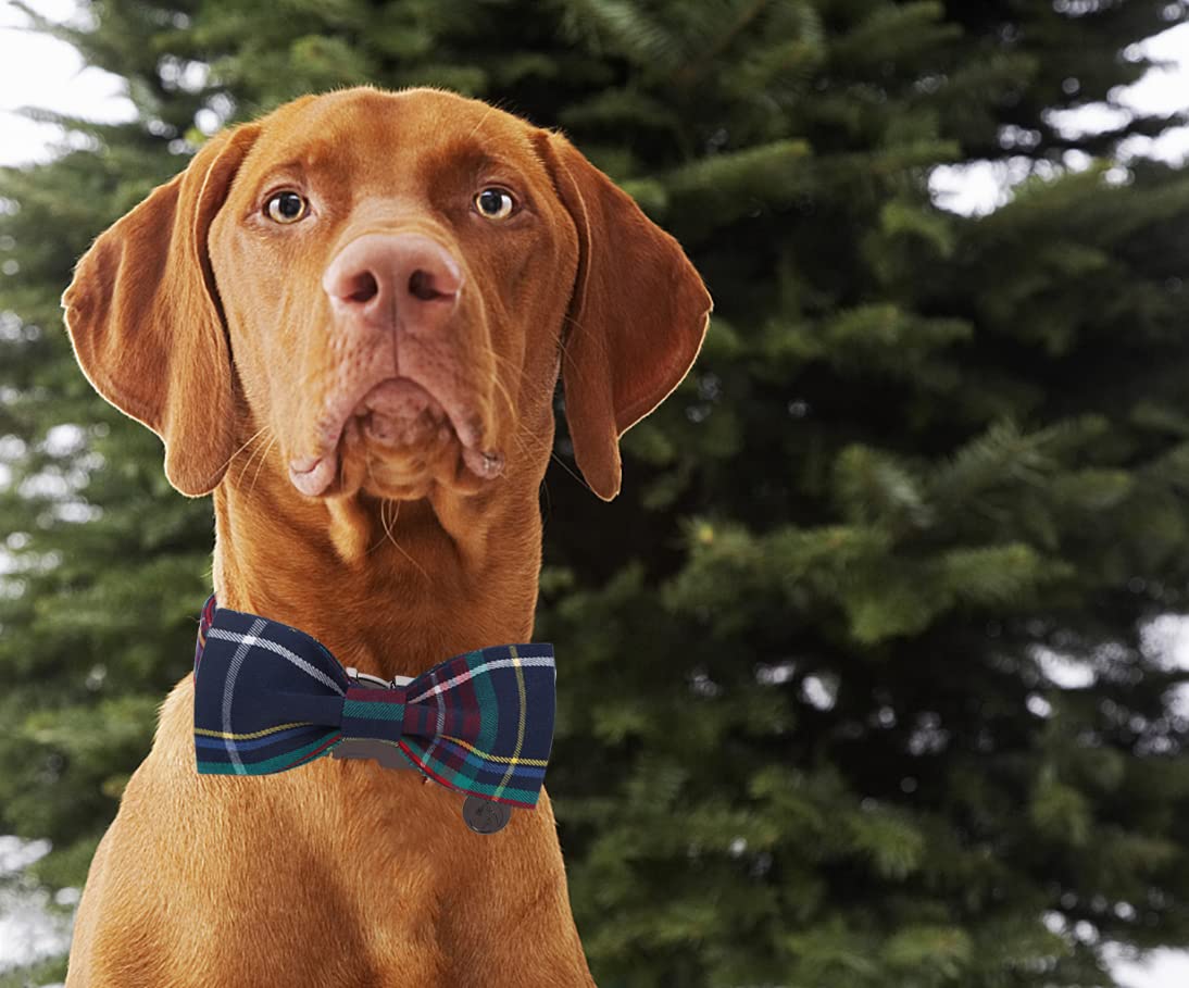DOGWONG tejido de algodon suave para comodidad diaria.