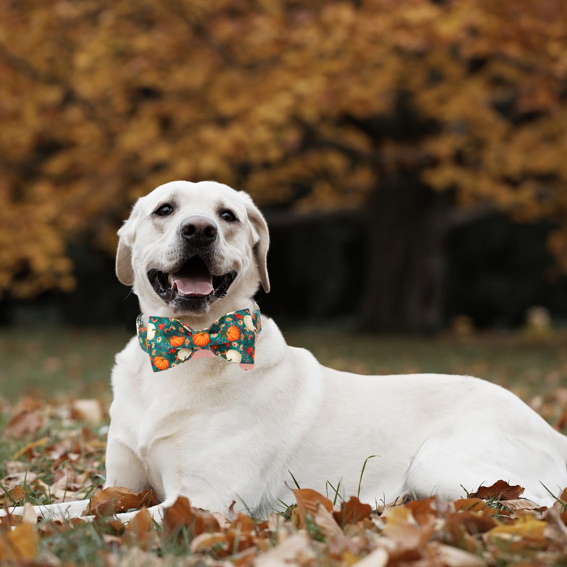 DOGWONG collar de otoño para perros, ideal para sesiones de fotos y eventos.