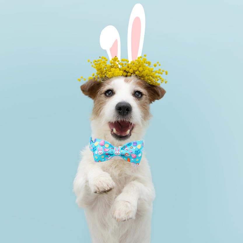 Collar DOGWONG para perros de todos tamaños, ideal para fotos festivas.