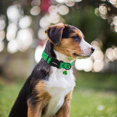 Collar de 1 pulgada DOGWONG ofrece soporte ligero.