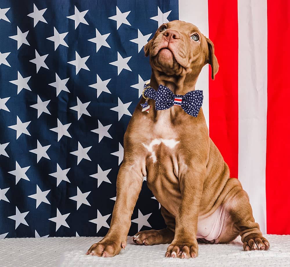 DOGWONG diseño festivo para Día de la Independencia, uso diario
