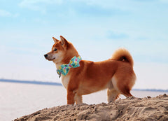 Diseño con limón y hojas verdes del Collar DOGWONG, ideal para looks de verano.