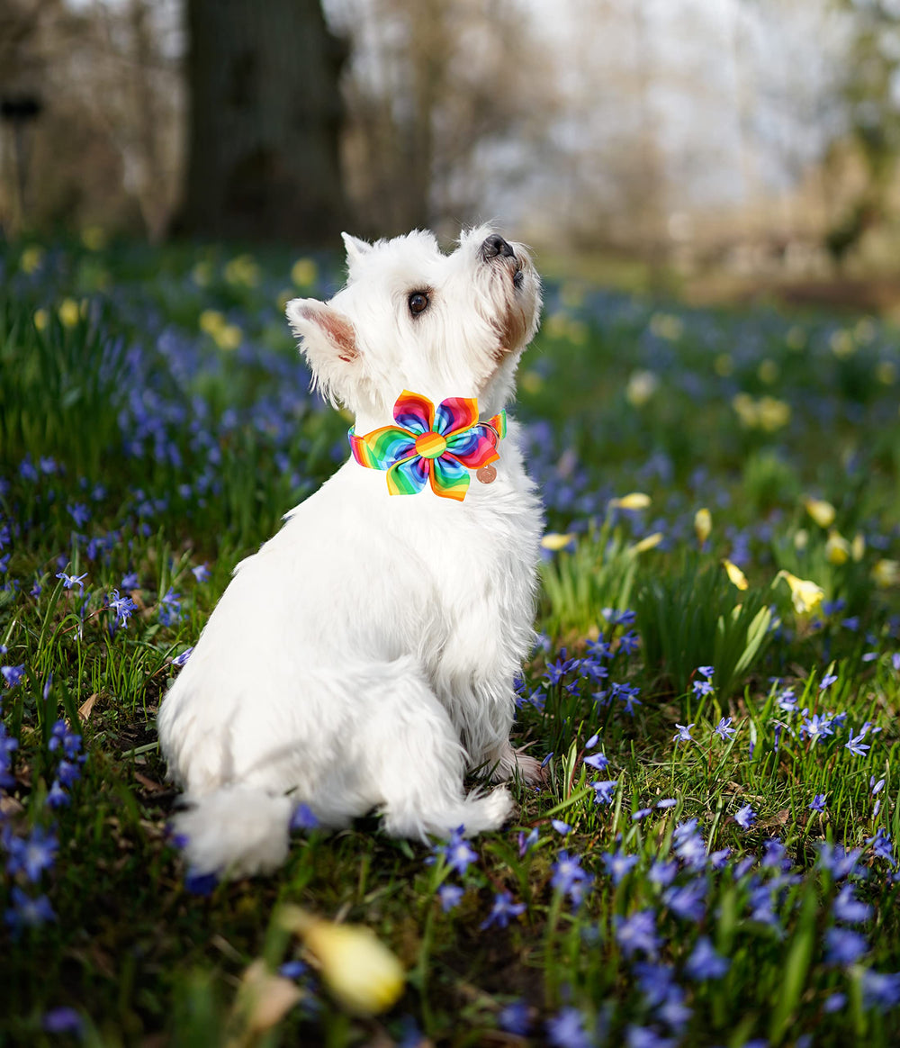 Collar DOGWONG ideal para fiestas y salidas especiales.