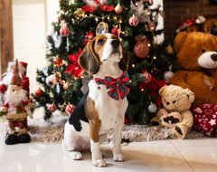 DOGWONG collar con herraje D‑ring; práctico para sujetar bolsas y accesorios.