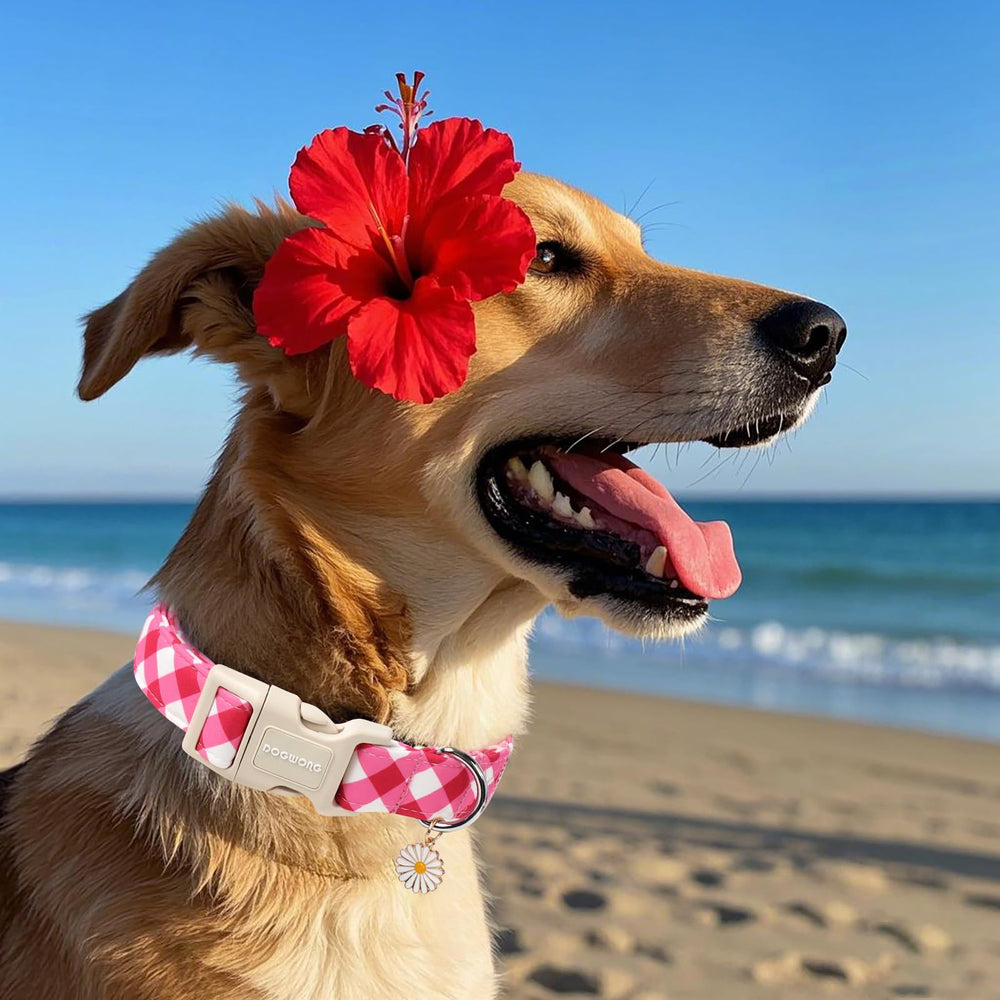 DogWong collar rosa a cuadros, fácil de limpiar con agua tibia