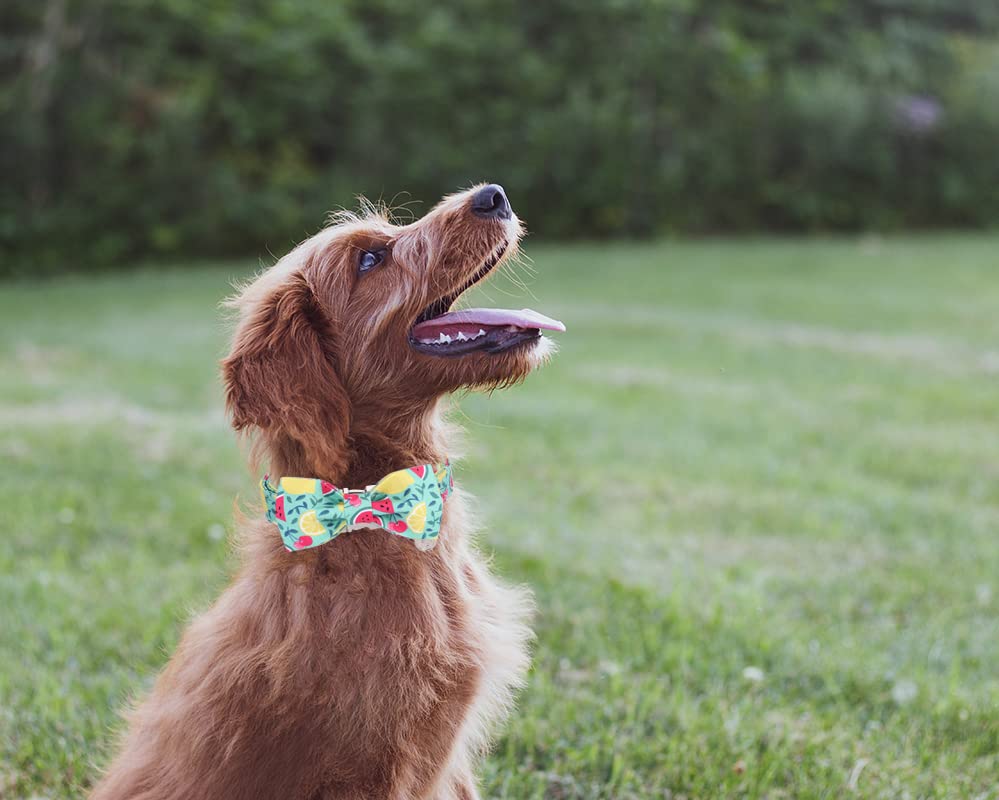 Talla extra pequeña del Collar DOGWONG, ajuste cómodo en cuellos pequeños.