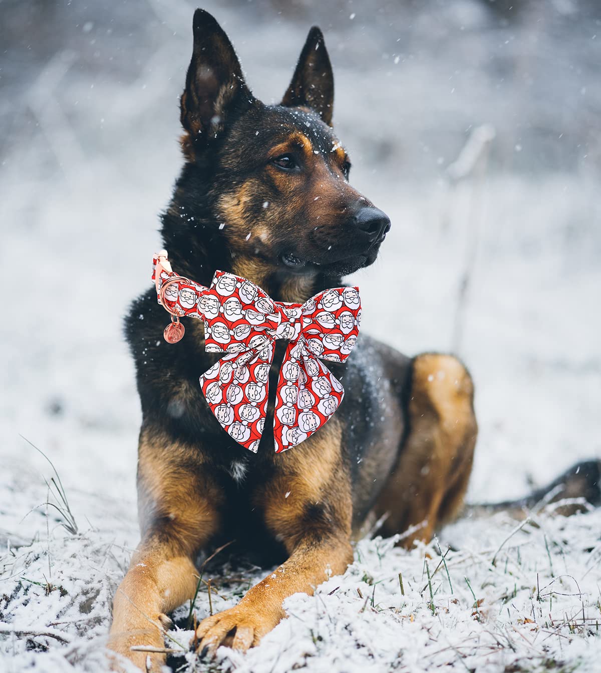 Algodón suave del collar DOGWONG para uso diario cómodo