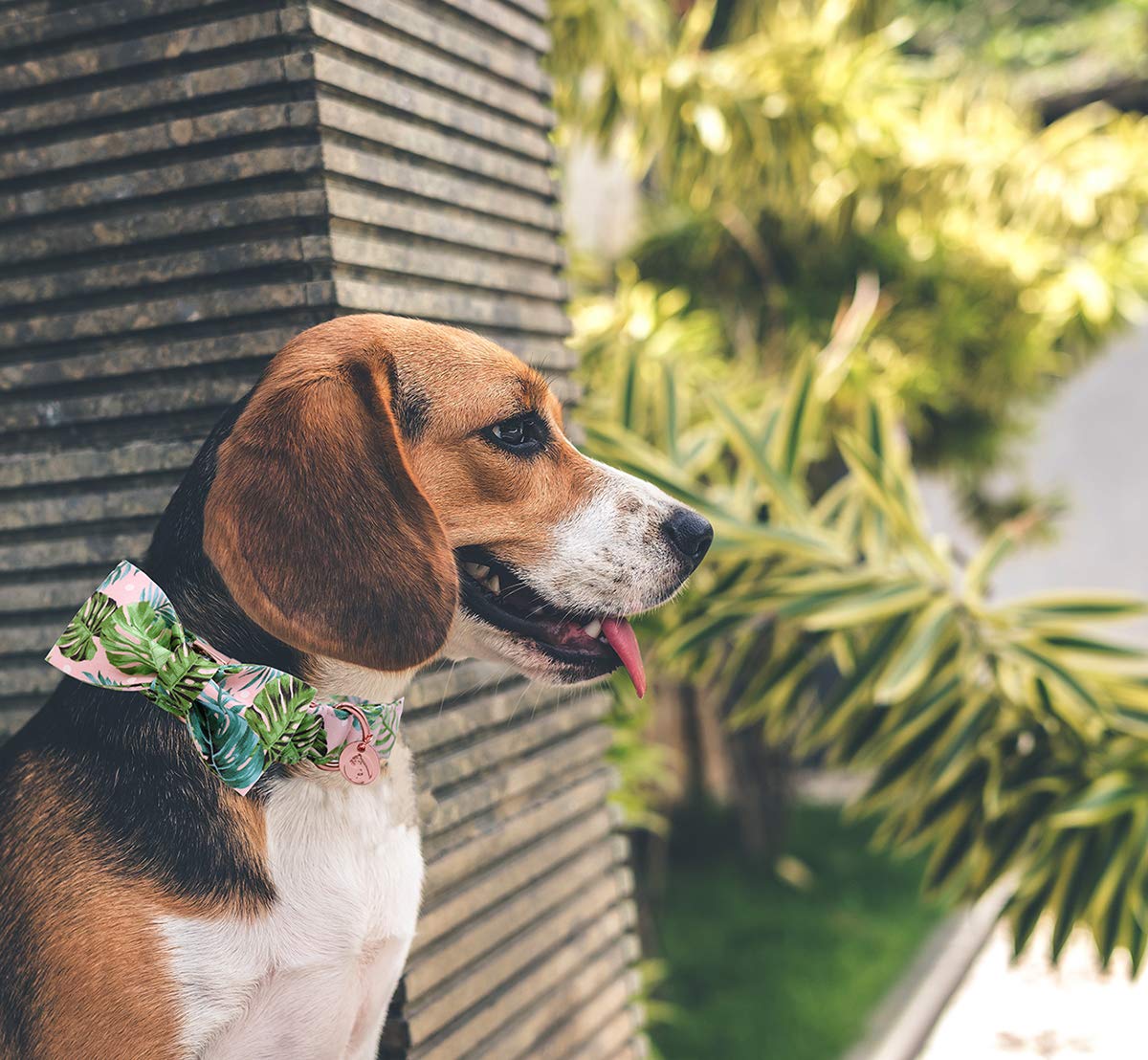 Collar DOGWONG para uso diario, diseño elegante para tu mascota