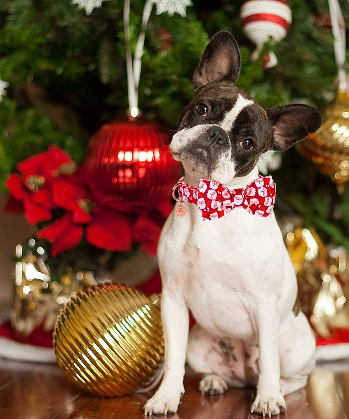 DOGWONG diseño navideño brillante, perfecto para fiestas y sesiones de fotos.