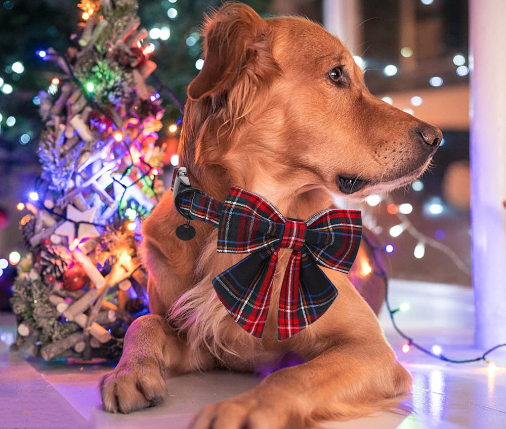 DOGWONG diseño festivo a cuadros que realza la apariencia del perro.