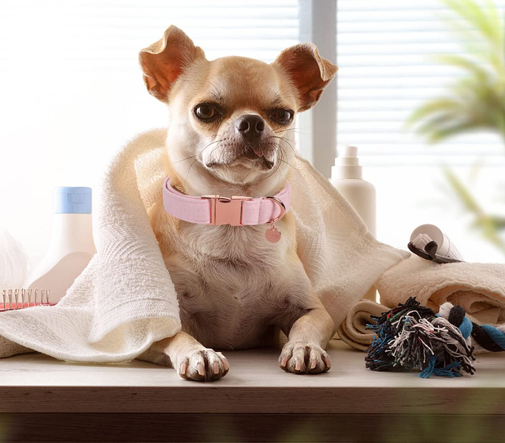Empaque DOGWONG con diseño rosa, ideal como regalo para dueños de perros