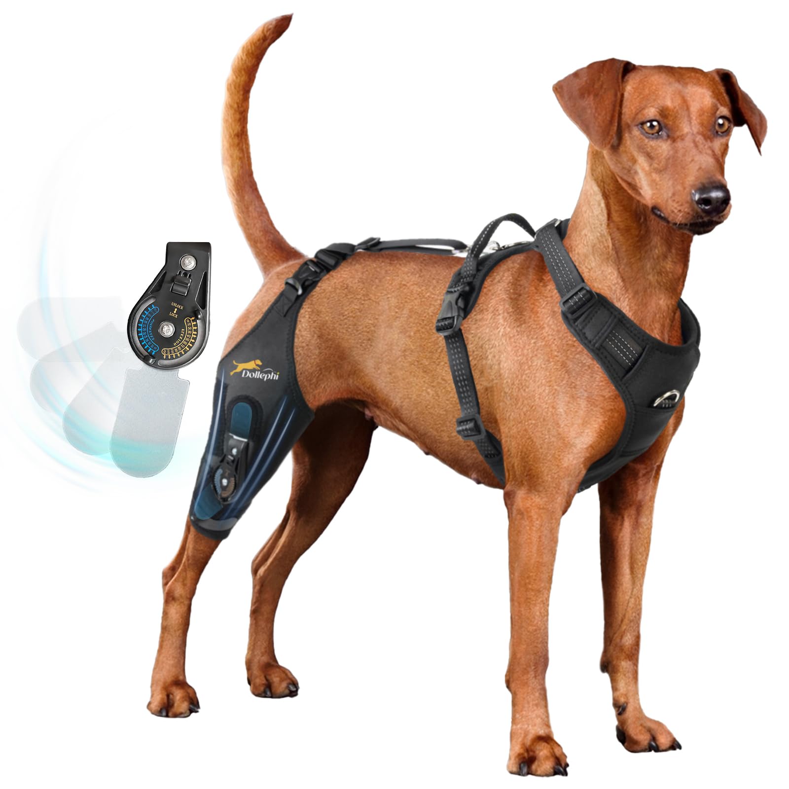 Dollephi rodillera para perro con bisagra ajustable, soporte la rodilla derecha.