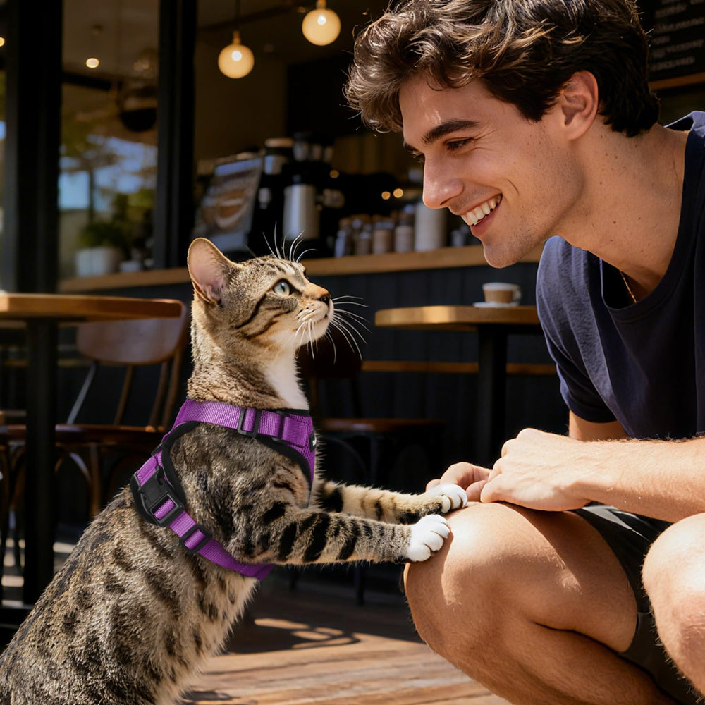Fácil de poner y quitar Dooradar facilita salidas diarias con gatitos curiosos.