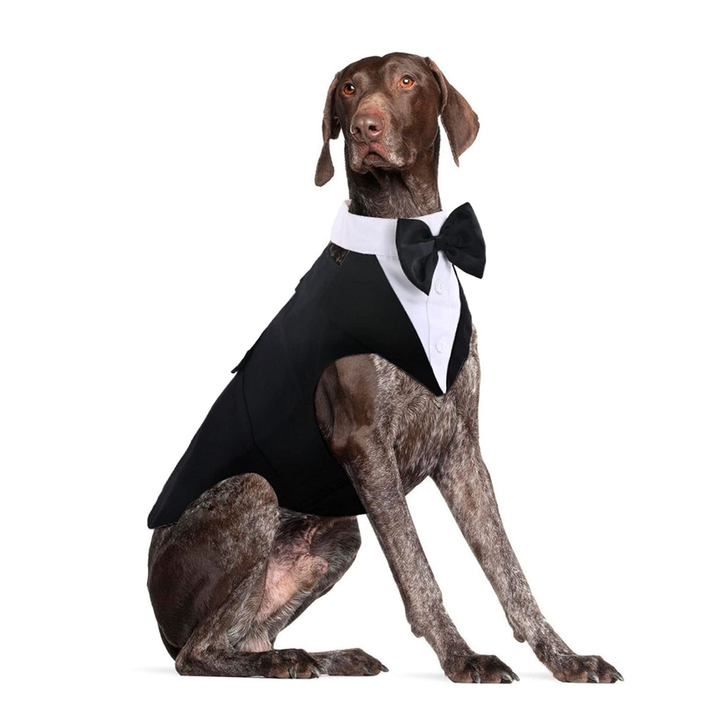 Dora Bridal tuxedo para perro grande, estilo formal para bodas.