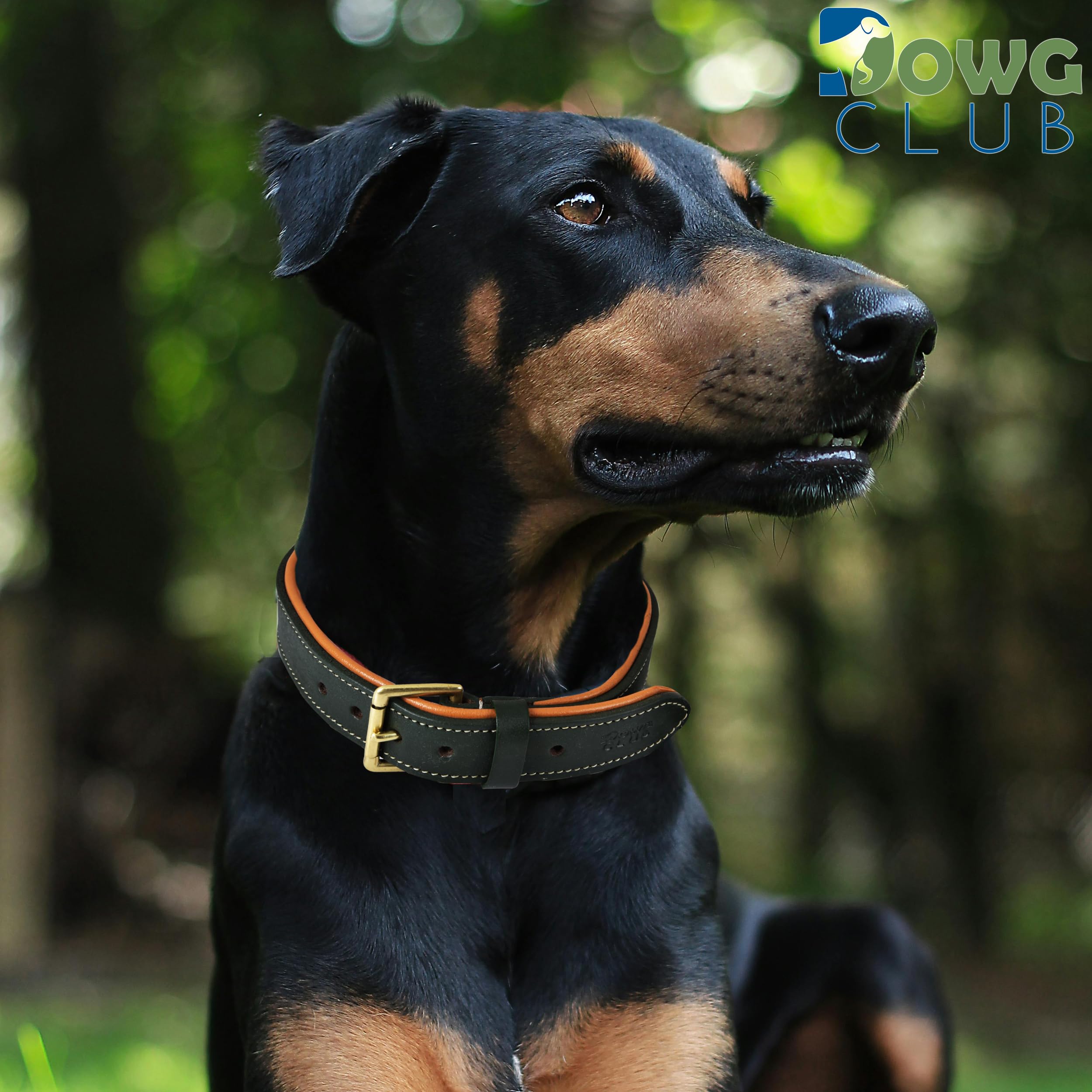 DowgClub collar ajuste 14.5-18.5 pulgadas, talla media para razas medianas