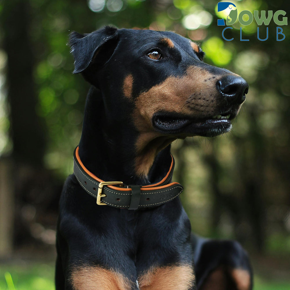 DowgClub collar ajuste 14.5-18.5 pulgadas, talla media para razas medianas