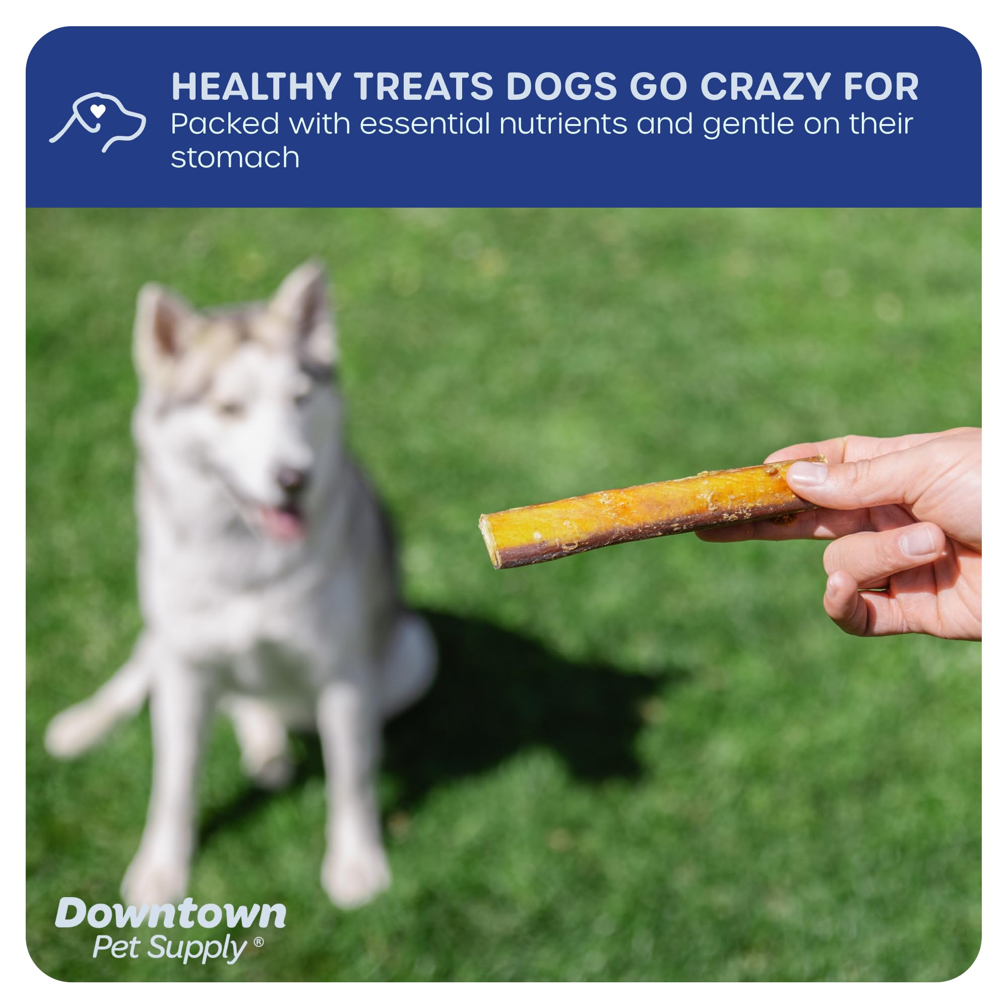 Bully sticks de 6 pulgadas de Downtown Pet Supply, longitud adecuada para perros grandes.