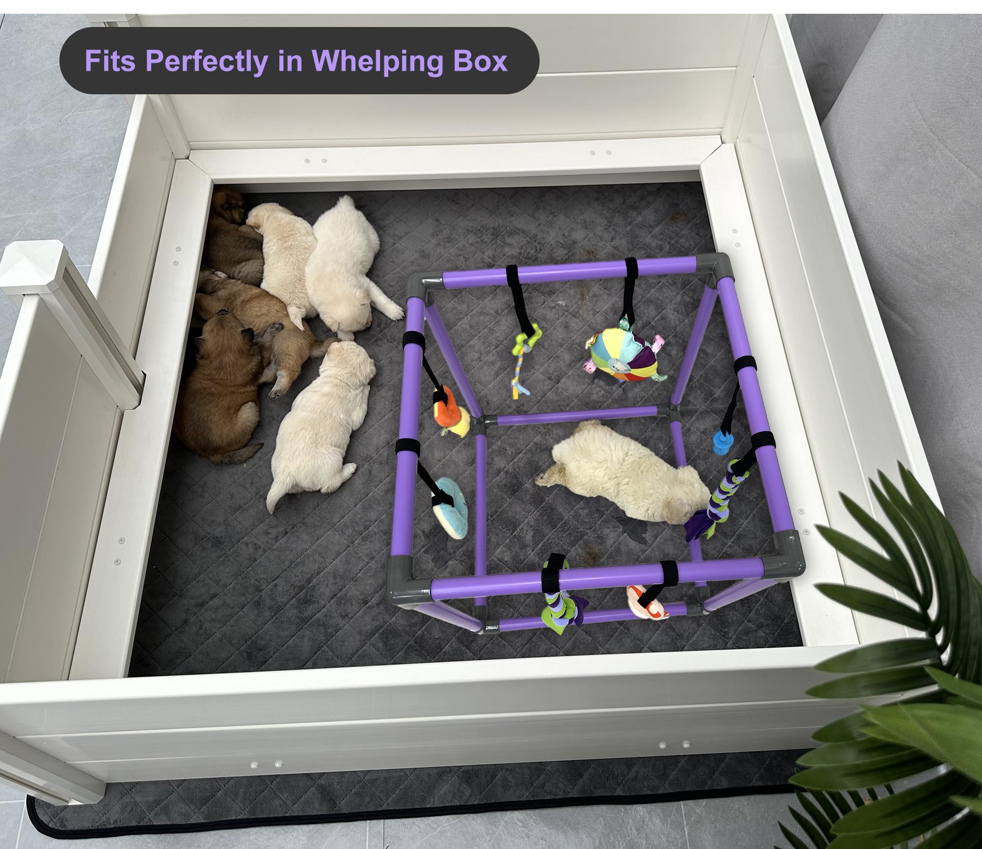 DOZZOPET Compatible con cajas de cría interiores para mayor comodidad.