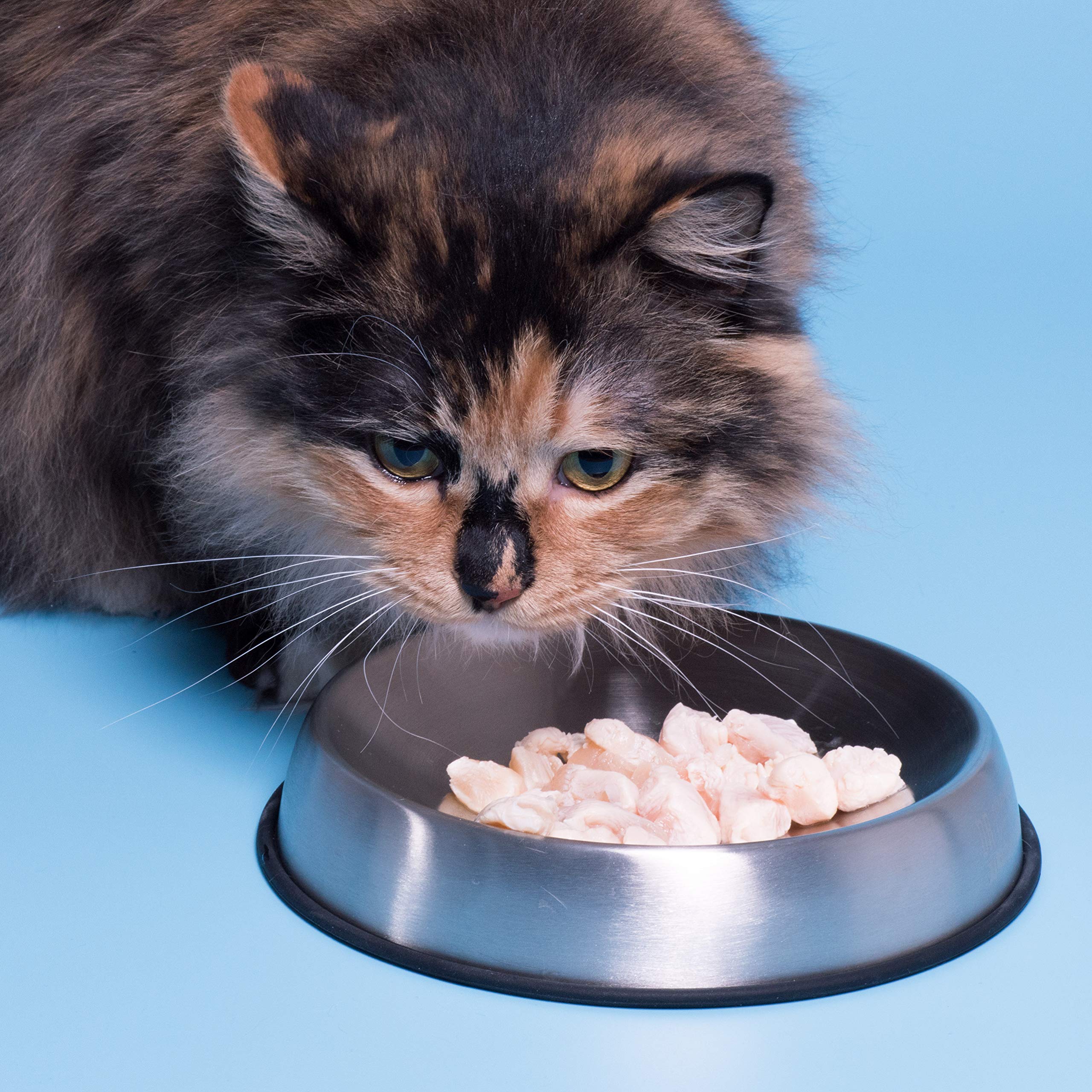 Dr. Catsby diseño fácil de limpiar que facilita la recogida de la comida.