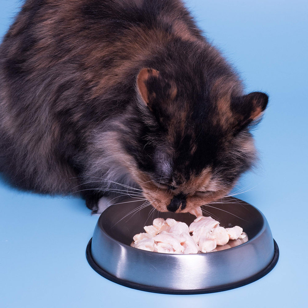 Dr. Catsby tazón seguro para mascotas, ideal para hogares activos.