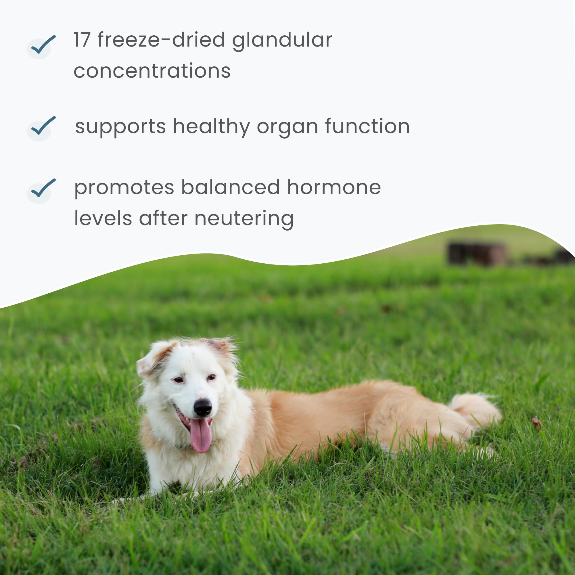 Mascotas esterilizadas reciben soporte de Bark & Whiskers para equilibrio general