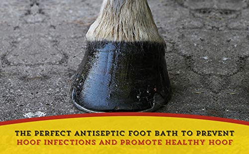 Envase de 16 oz de Dr. Naylor Hoof 'N Heal para fácil almacenamiento