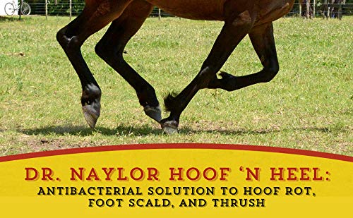 Uso en vacas con Dr. Naylor Hoof 'N Heal para cuidado de pezuñas