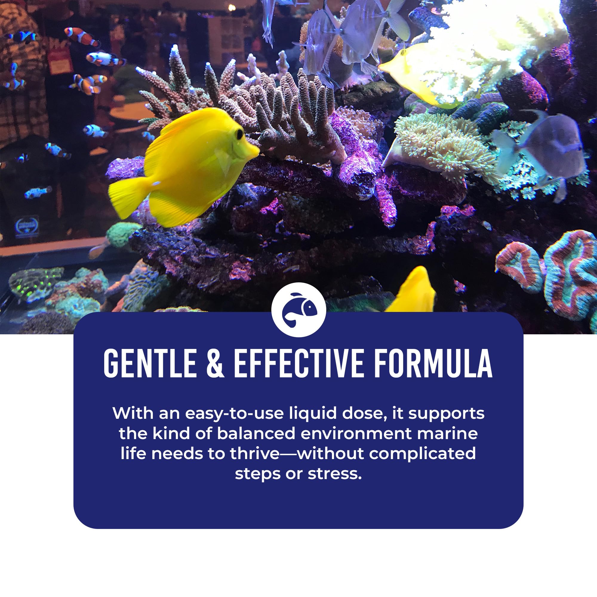 Acuario con DrTim's Aquatics: bacterias nitrificantes sin olor ni azufre.