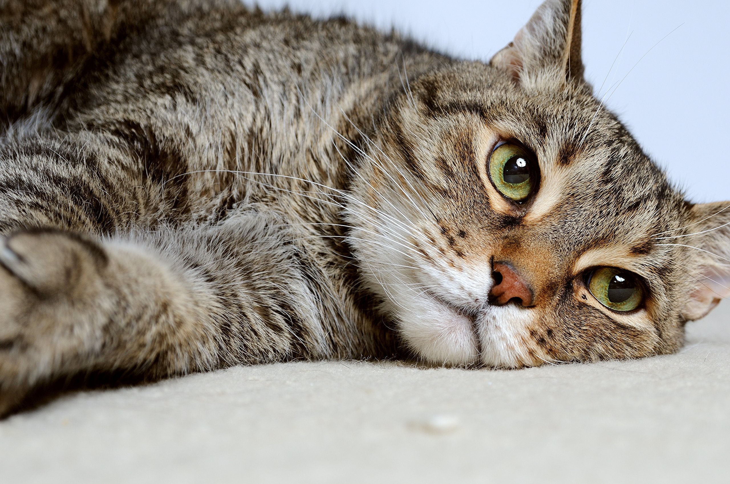 DrFormulas Nexabiotic Gatos, ingredientes de calidad humana para seguridad