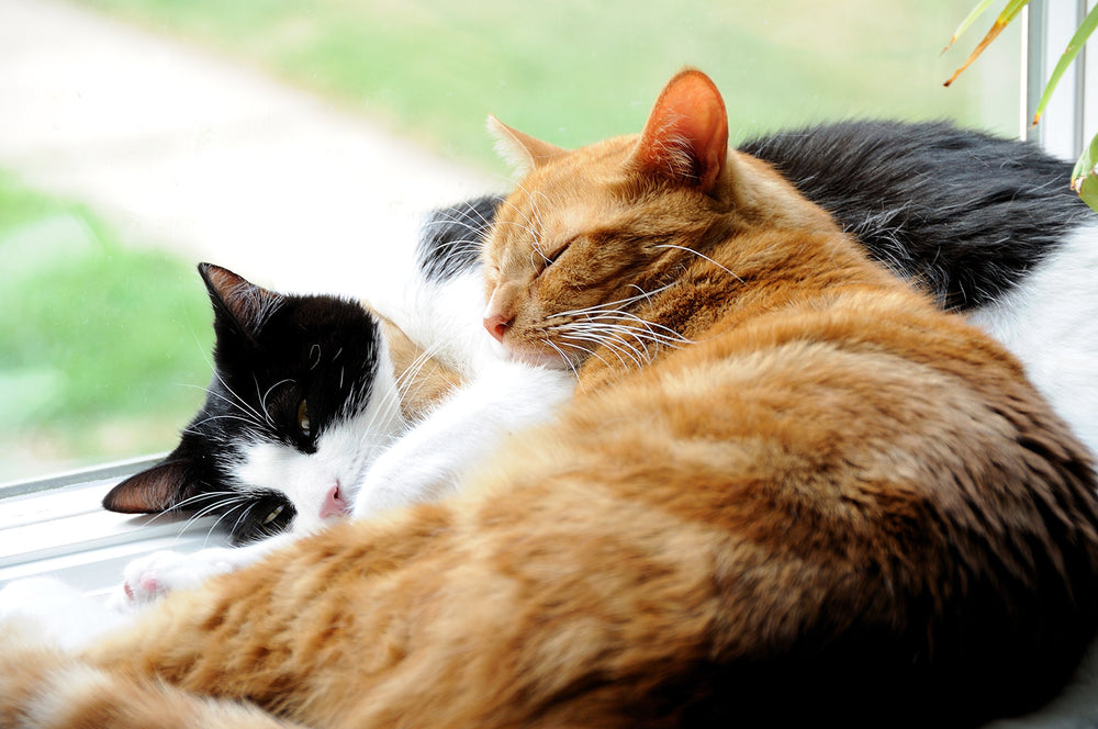 DrFormulas Nexabiotic Gatos, elaborado en EE.UU. con normas GMP