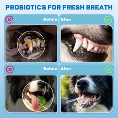 Dr Vet perro-bebiendo-agua, mascota disfruta de la bebida con aditivo suave.