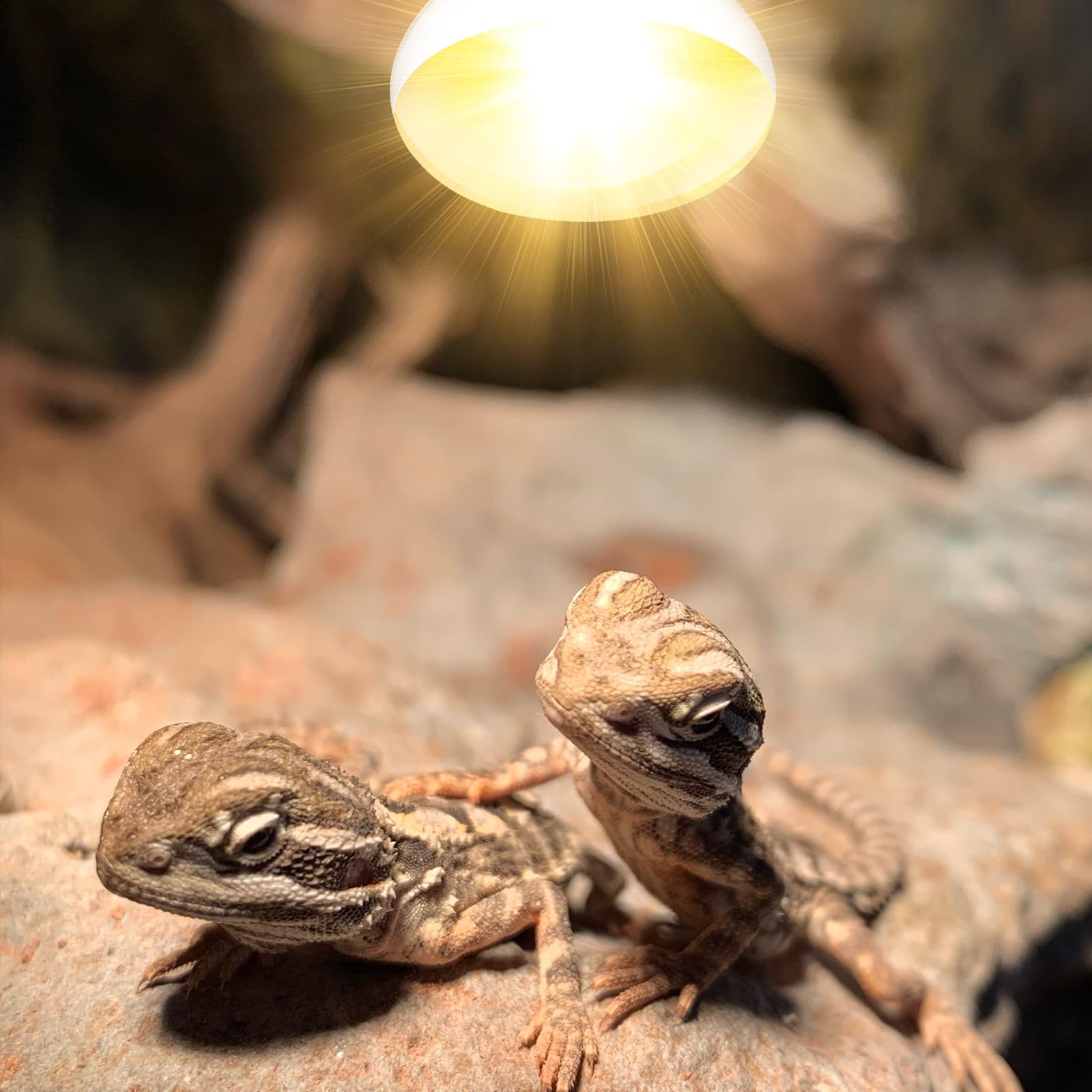 DXOPHIEX bombilla reptiles con ventilación para mayor durabilidad.
