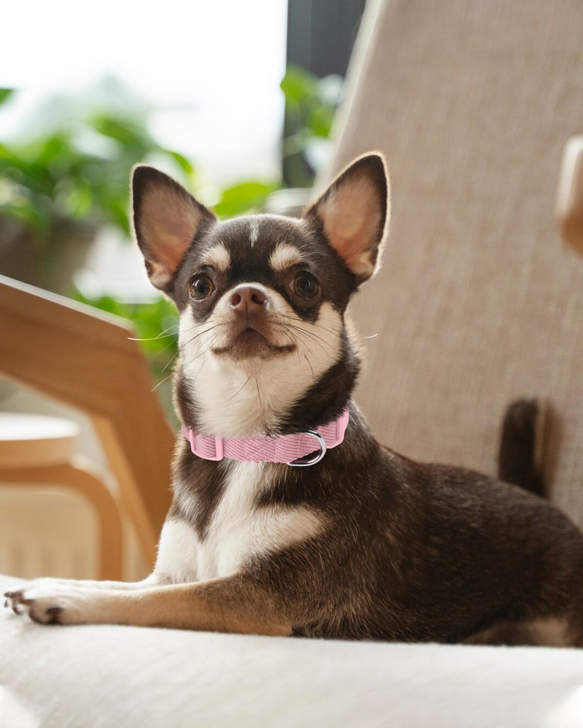 Dynmeow collar fácil de limpiar, lavado a mano y secado rápido.
