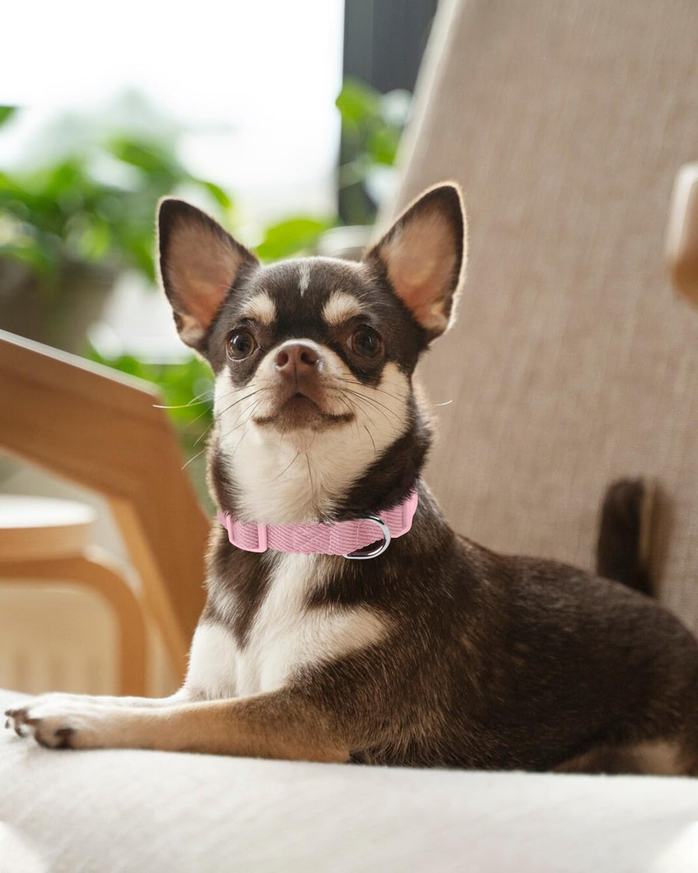 Dynmeow collar fácil de limpiar, lavado a mano y secado rápido.