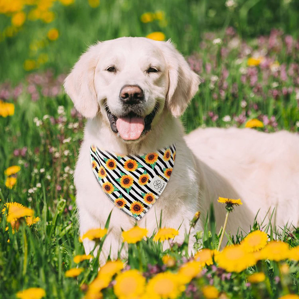 E-Clover accesorio para dueños y mascotas, regalo ideal para cumpleaños