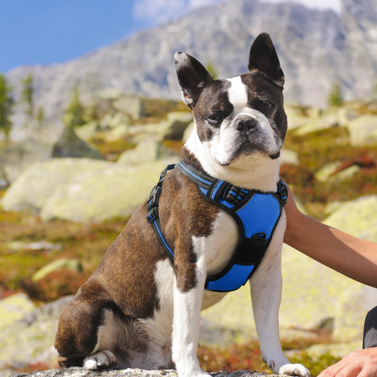 Arnés Eagloo en talla M para perros medianos
