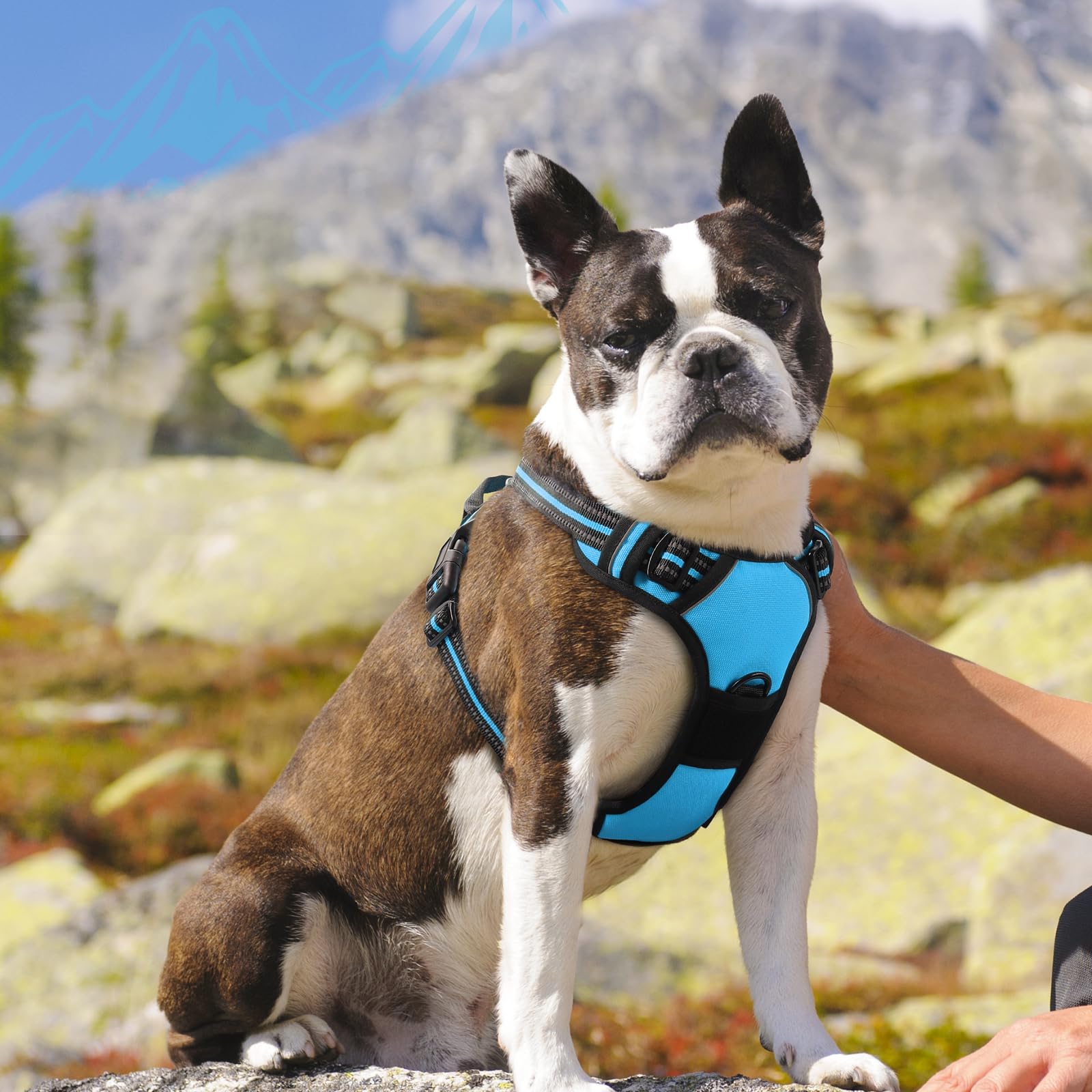 Ajuste cómodo de Eagloo para perros medianos en paseos diarios