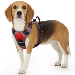 Arnés Eagloo para perro pequeño, vista frontal con hebillas rápidas para vestir rápido.