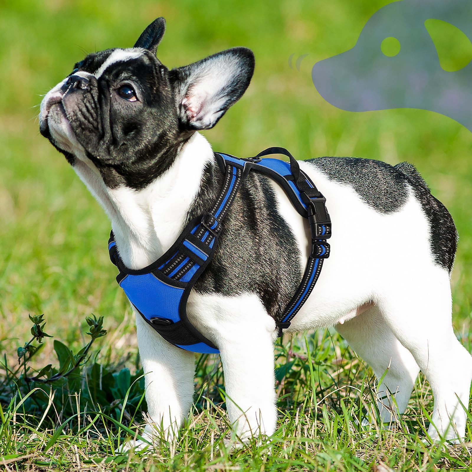Arnés Eagloo, talla pequeña para razas como Chihuahua y Pomerania.